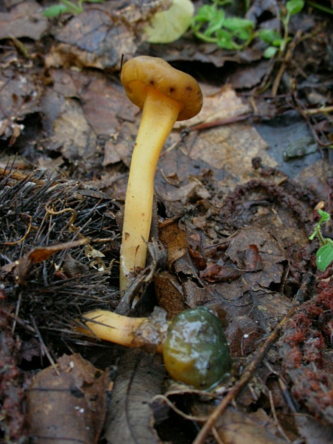 Leotia lubrica?